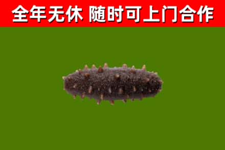 高坪区回收海参干